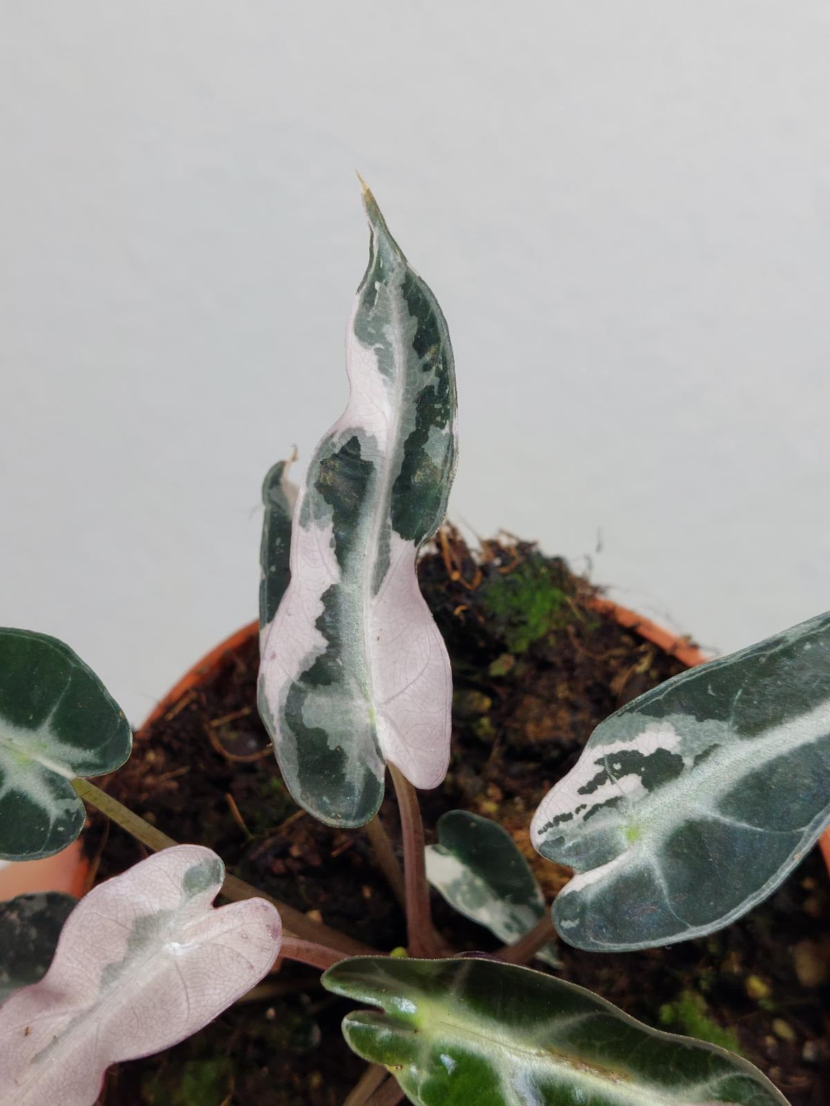 Alocasia Bambino Pink Variegata