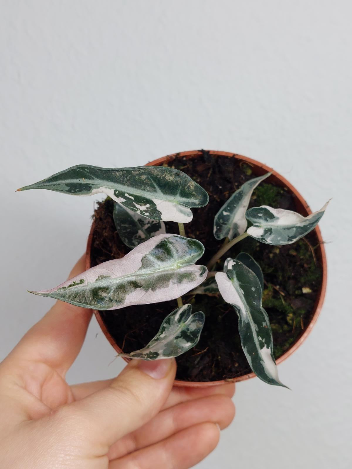 Alocasia Bambino Pink Variegata