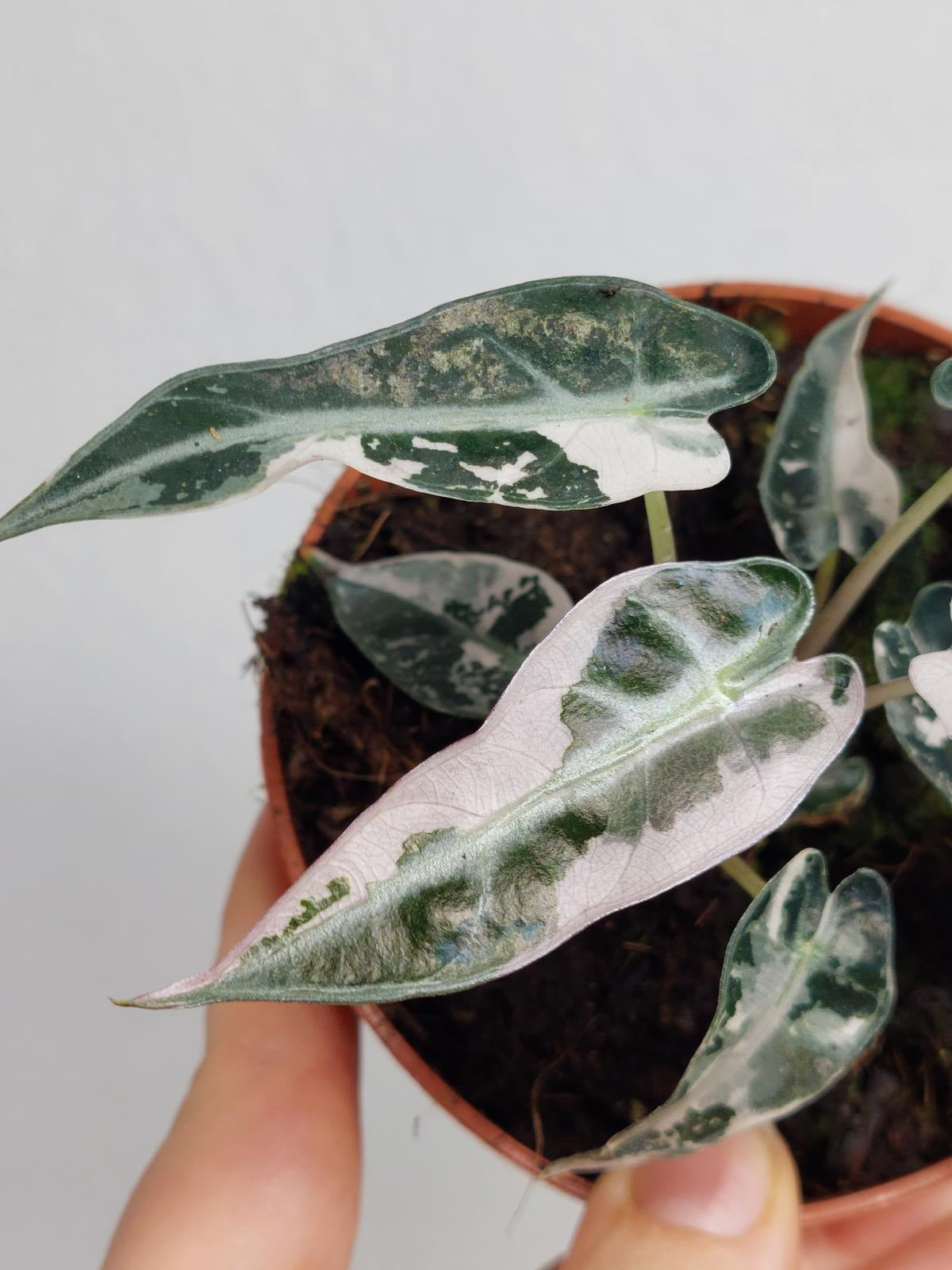 Alocasia Bambino Pink Variegata