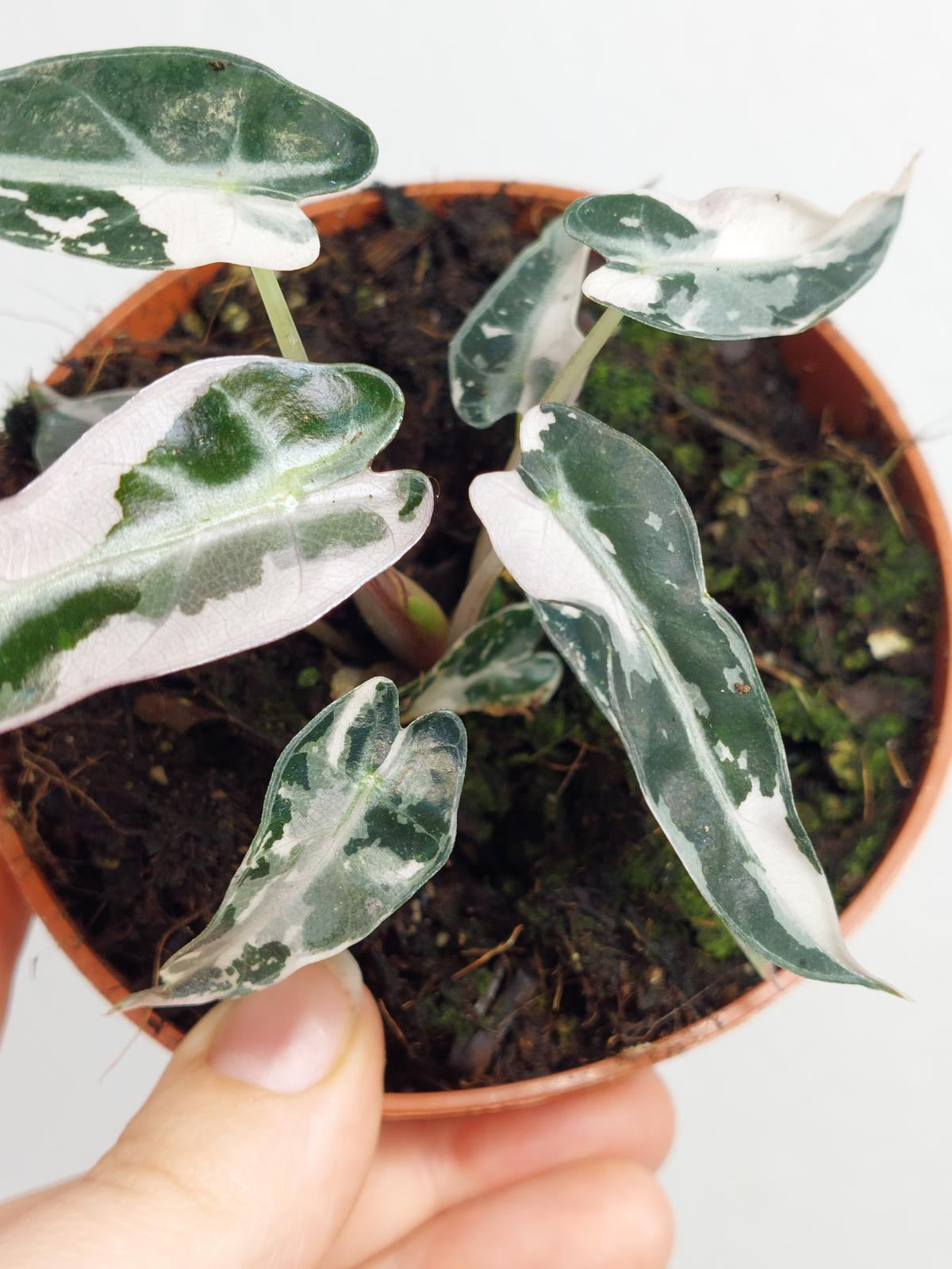 Alocasia Bambino Pink Variegata