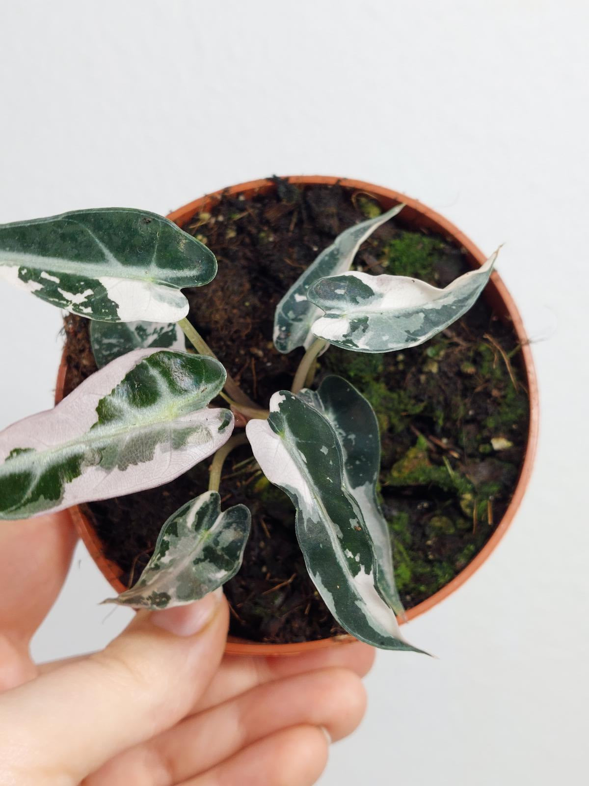 Alocasia Bambino Pink Variegata