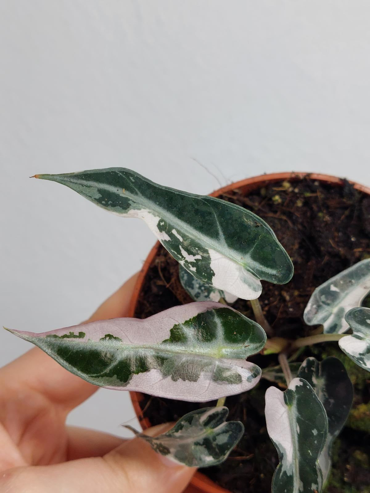 Alocasia Bambino Pink Variegata