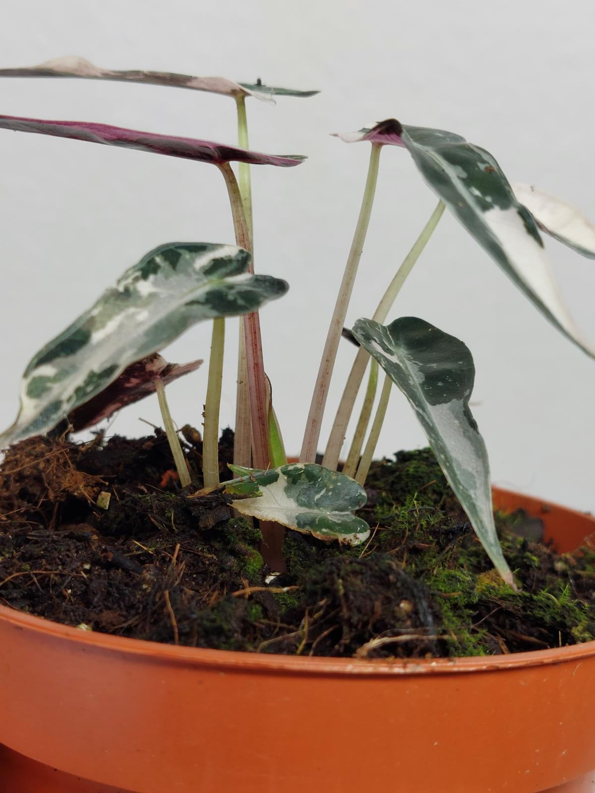 Alocasia Bambino Pink Variegata