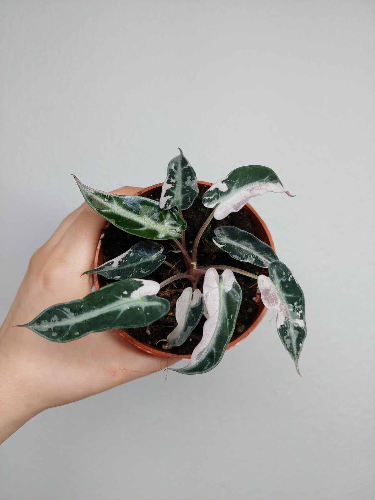 Alocasia Bambino Pink Variegata