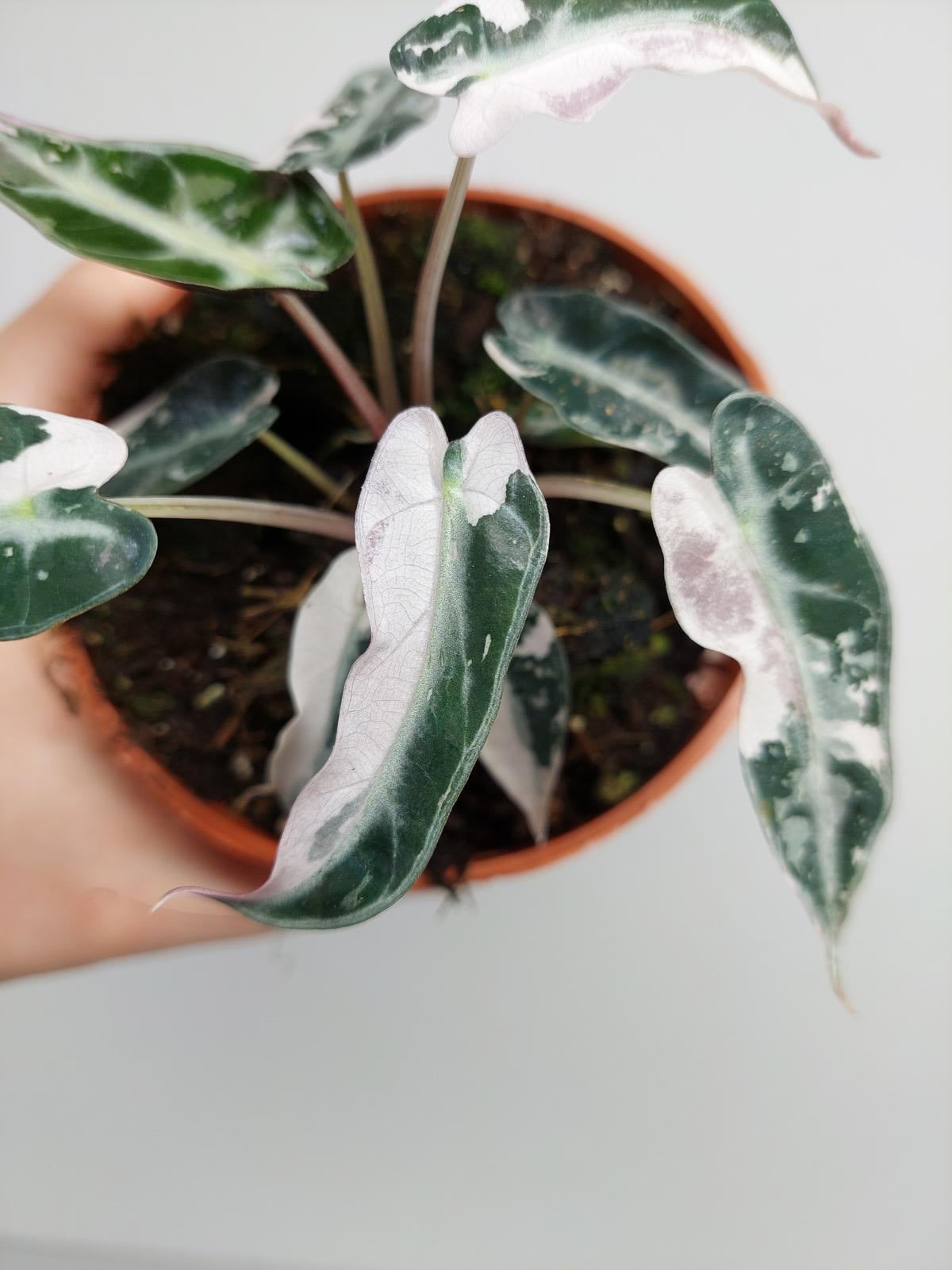 Alocasia Bambino Pink Variegata