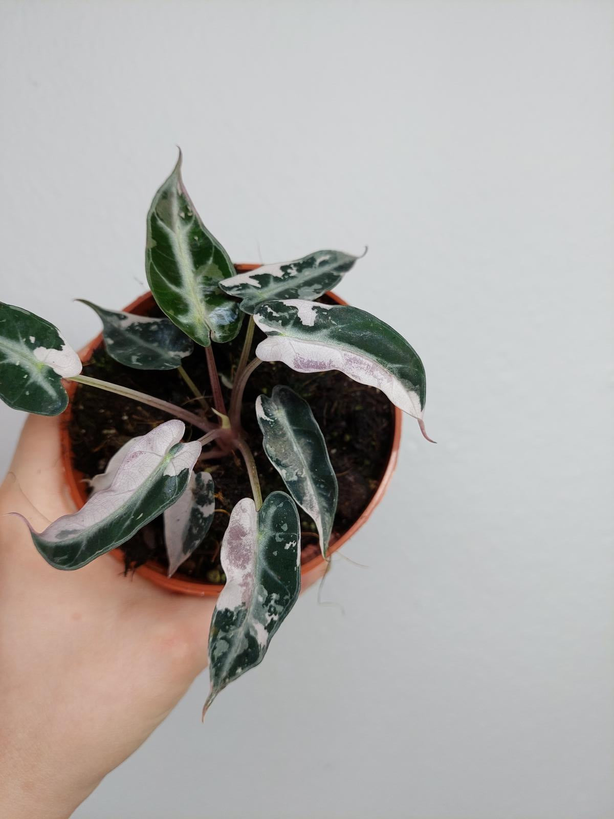 Alocasia Bambino Pink Variegata