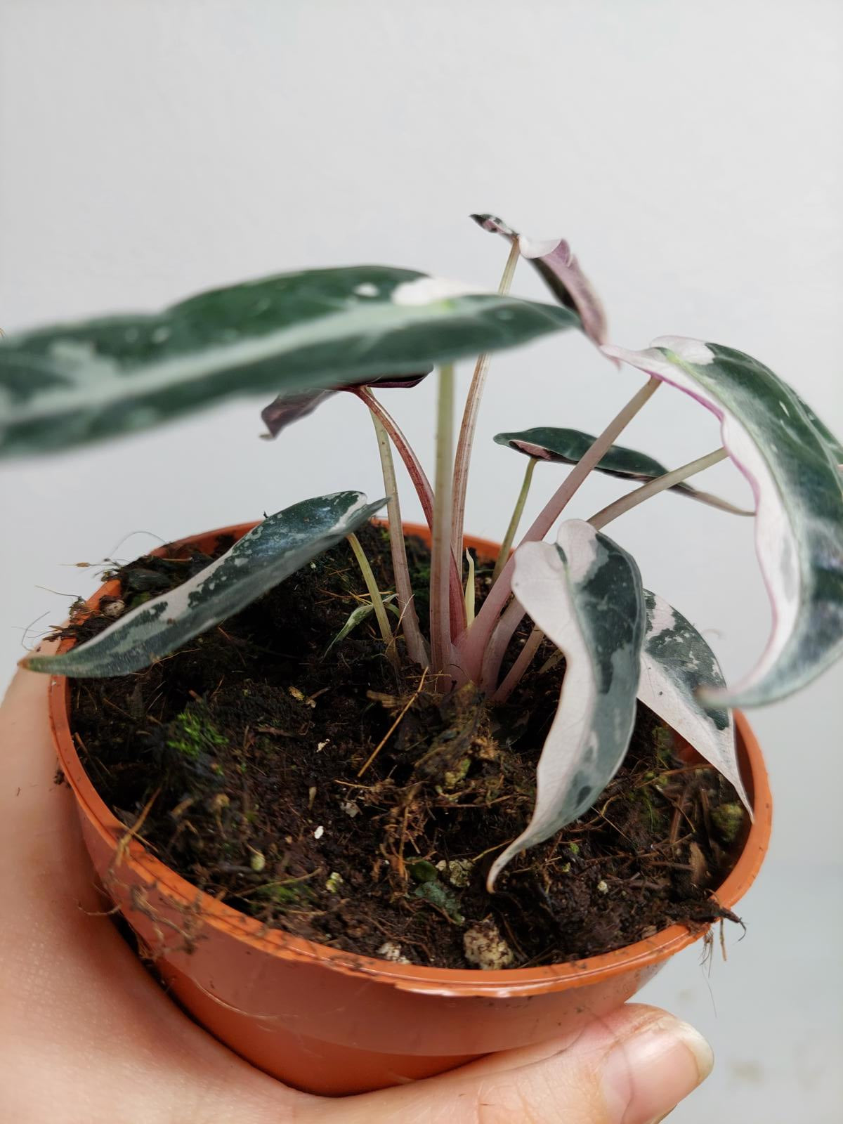 Alocasia Bambino Pink Variegata