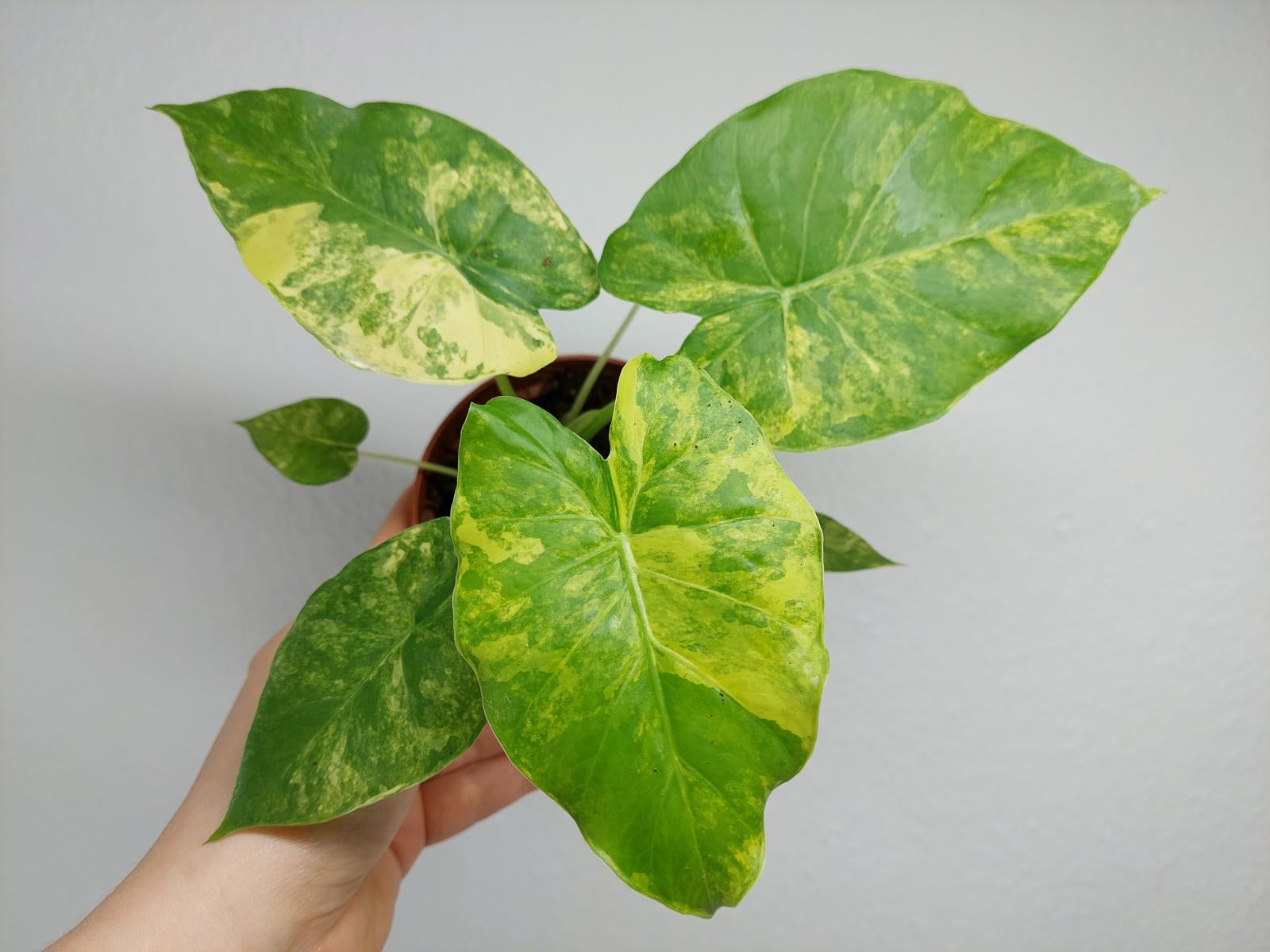 Alocasia Gageana Aurea Variegata