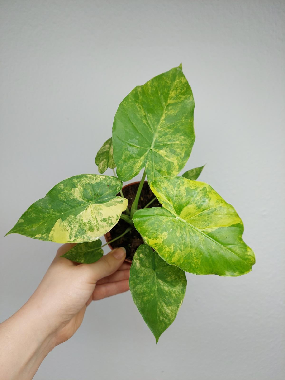 Alocasia Gageana Aurea Variegata