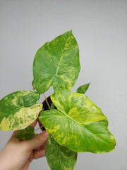 Alocasia Gageana Aurea Variegata