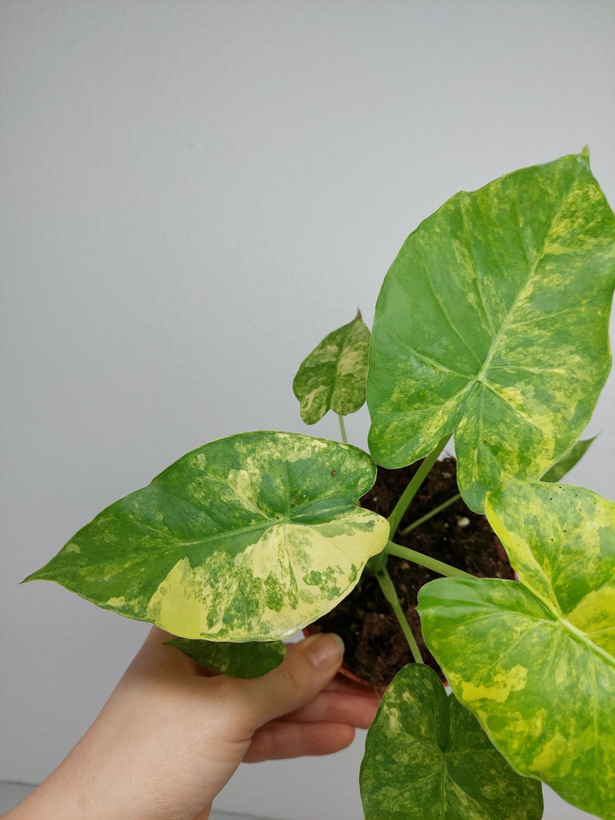 Alocasia Gageana Aurea Variegata