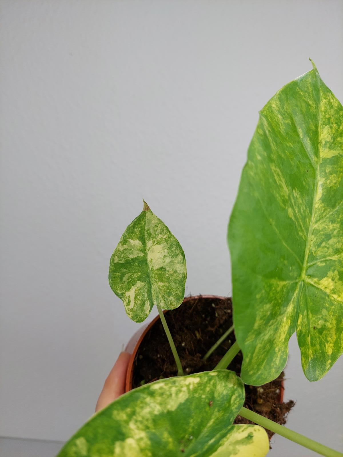 Alocasia Gageana Aurea Variegata