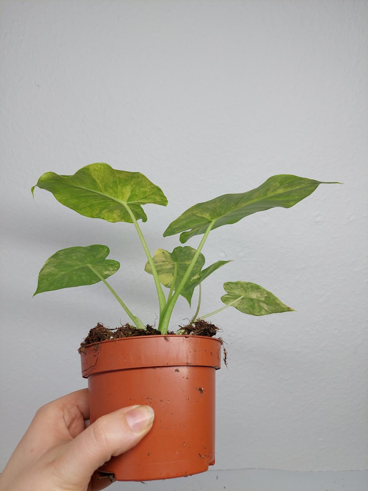 Alocasia Gageana Aurea Variegata