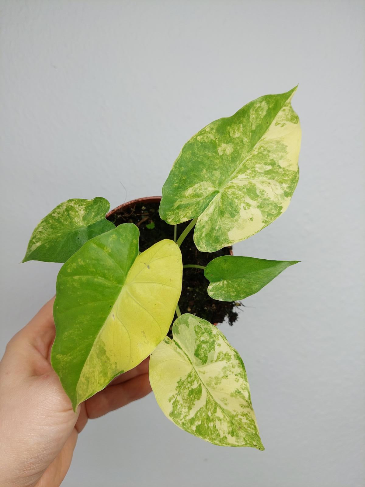 Alocasia Gageana Aurea Variegata