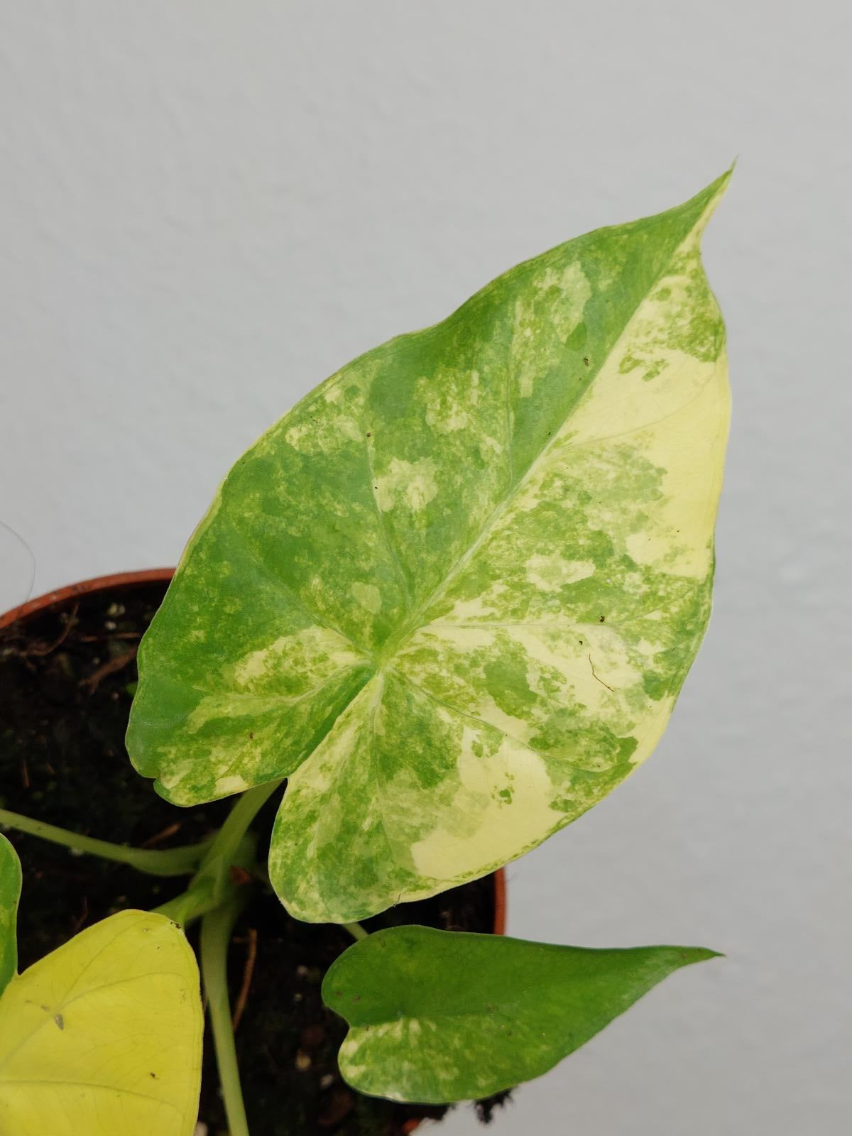 Alocasia Gageana Aurea Variegata