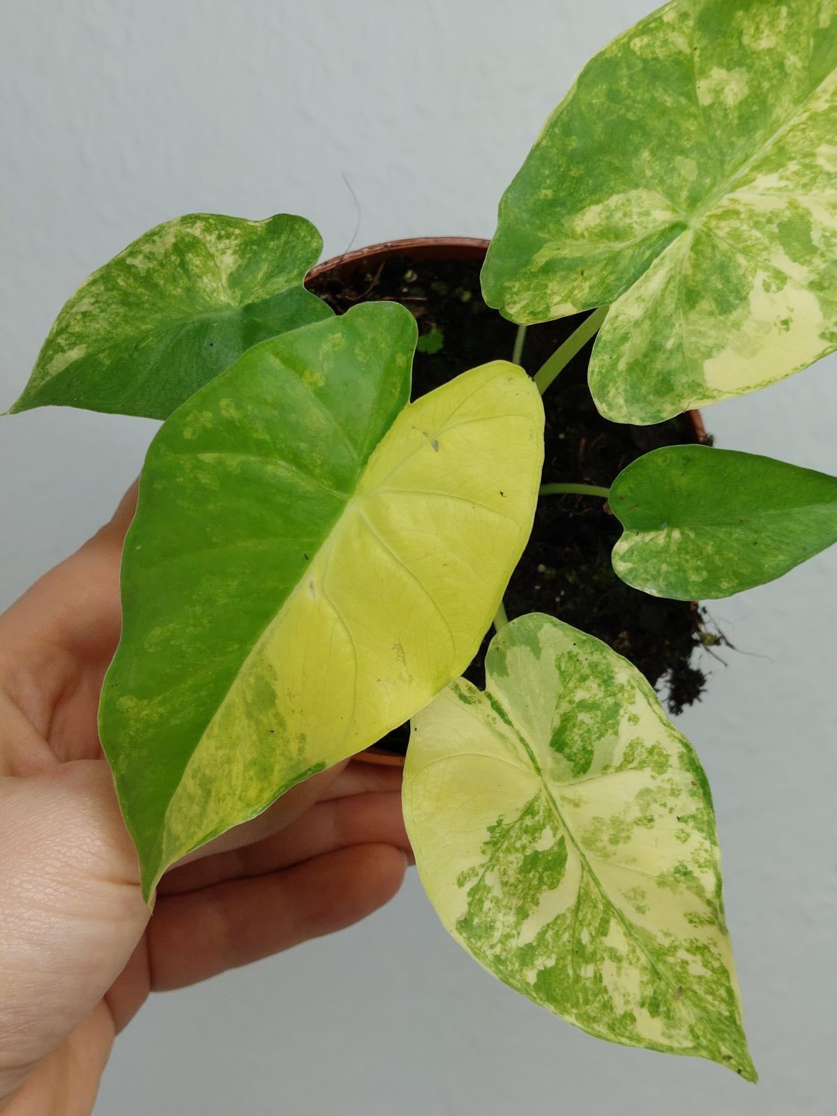 Alocasia Gageana Aurea Variegata