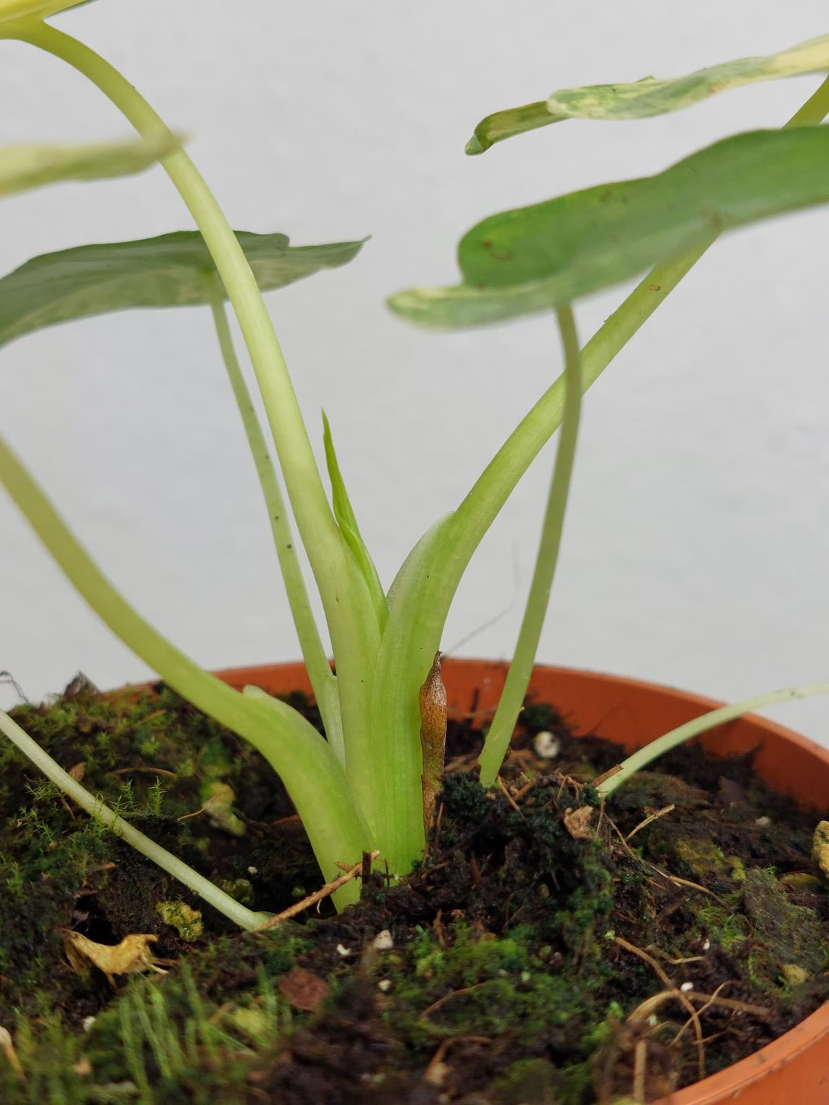 Alocasia Gageana Aurea Variegata