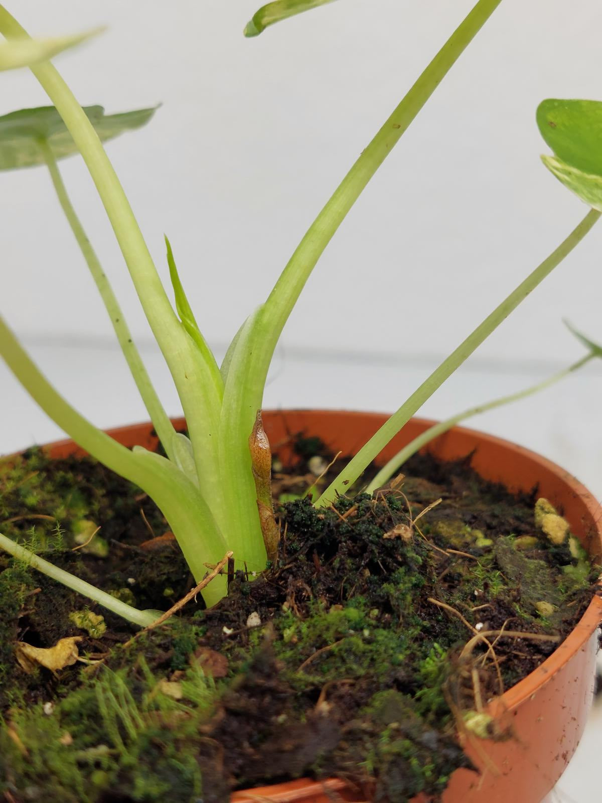 Alocasia Gageana Aurea Variegata