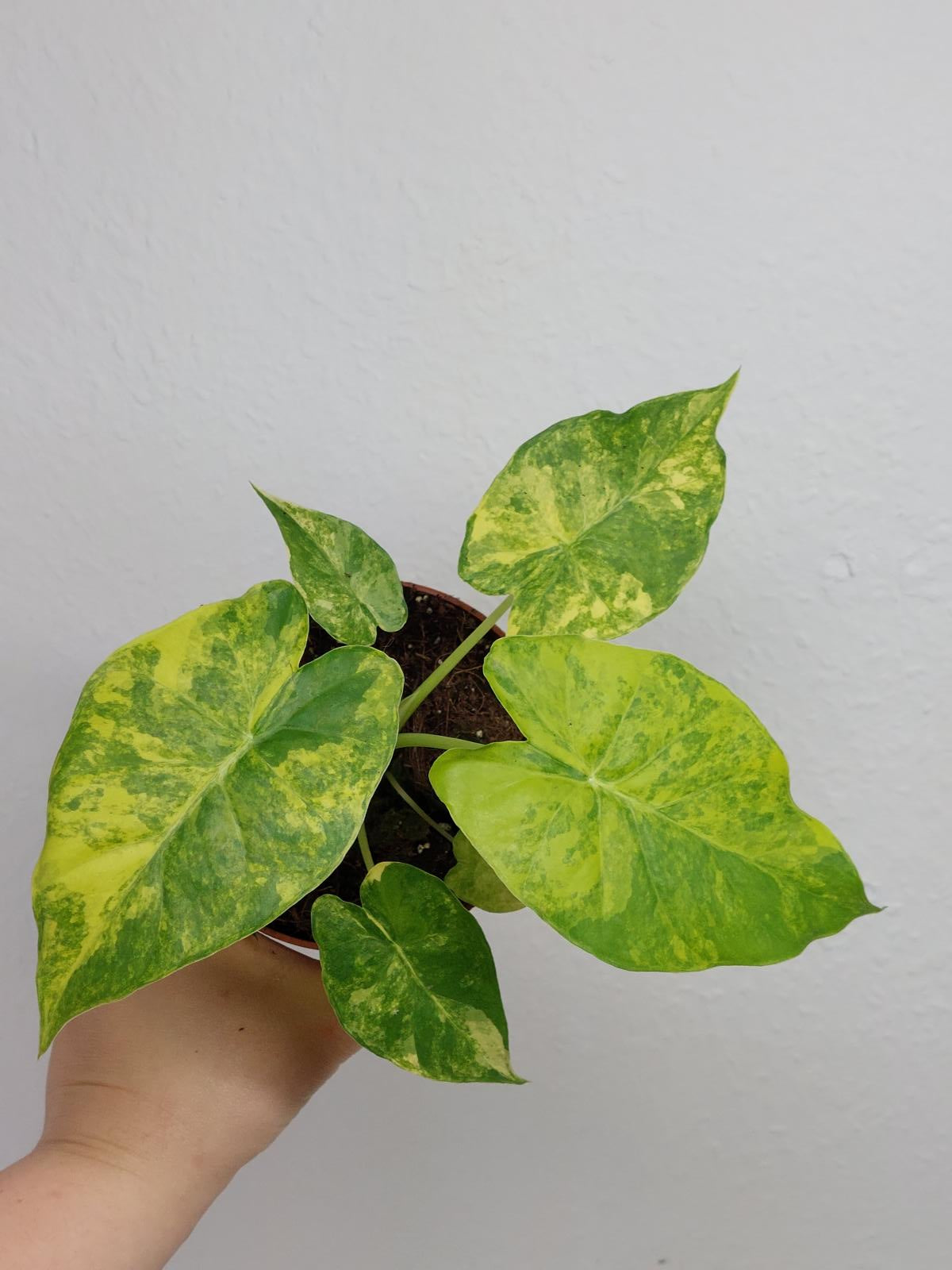 Alocasia Gageana Aurea Variegata