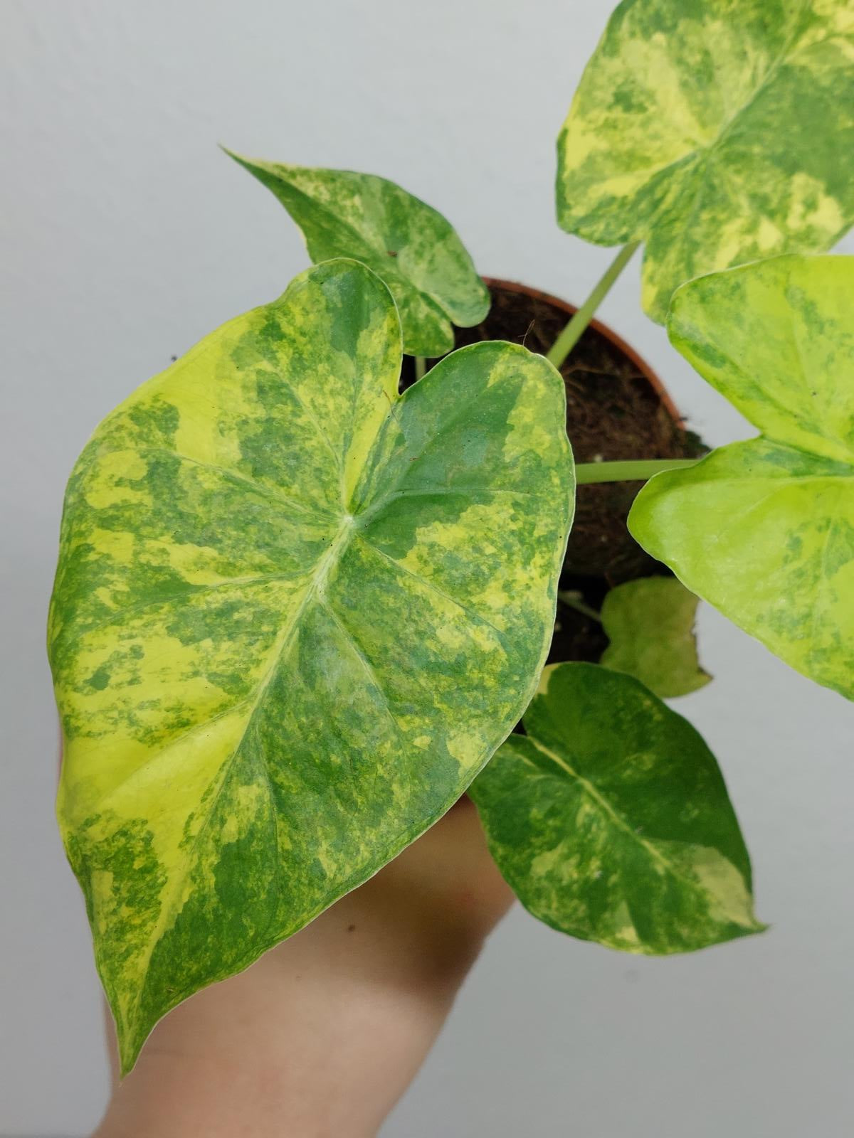 Alocasia Gageana Aurea Variegata