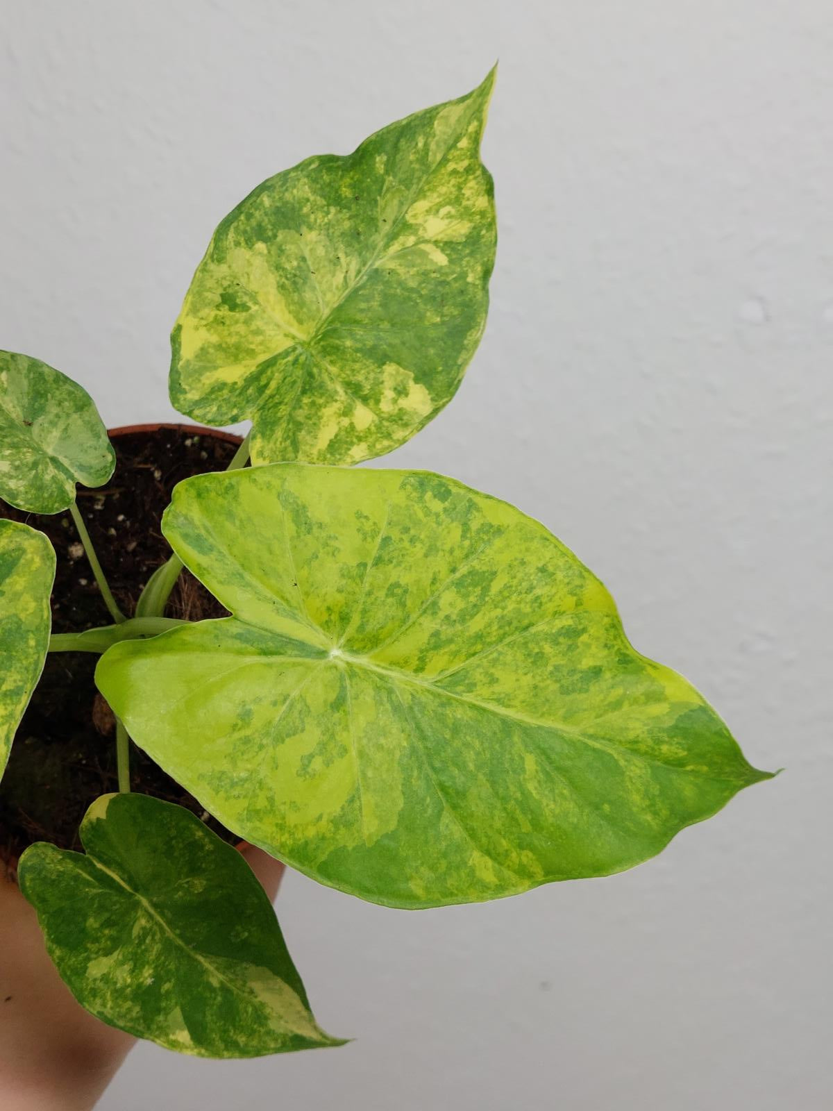 Alocasia Gageana Aurea Variegata