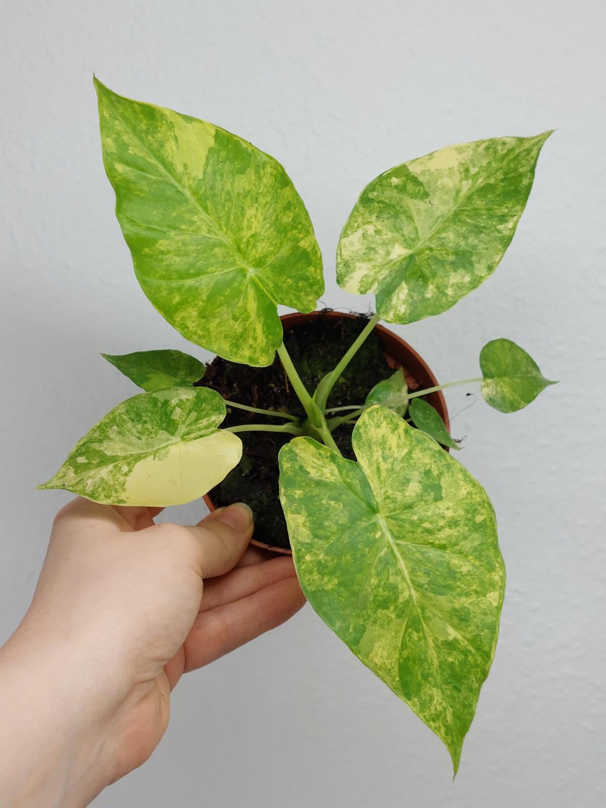 Alocasia Gageana Aurea Variegata