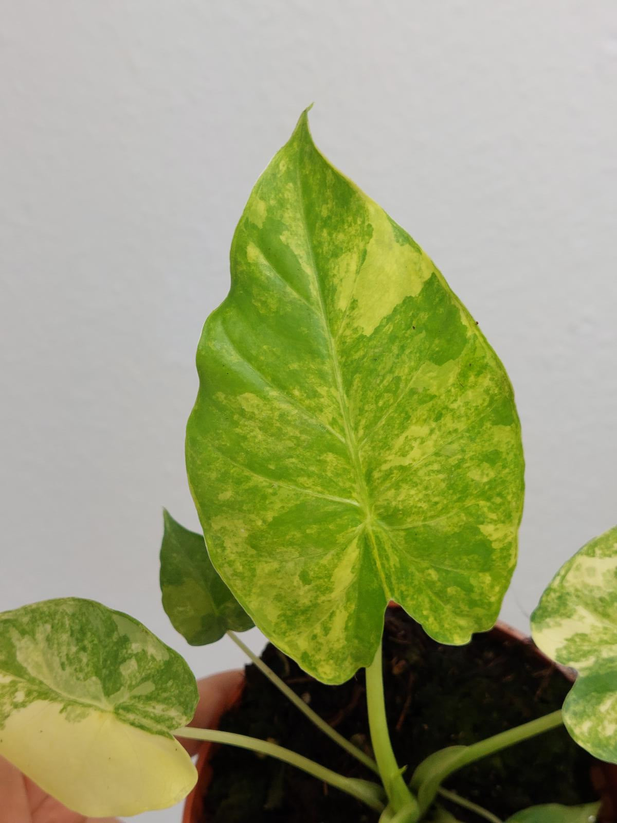 Alocasia Gageana Aurea Variegata