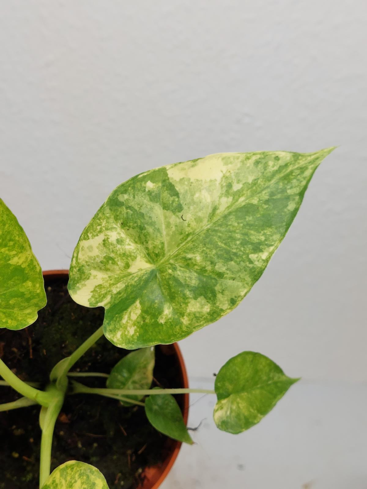 Alocasia Gageana Aurea Variegata