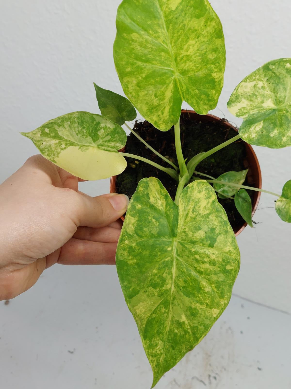 Alocasia Gageana Aurea Variegata