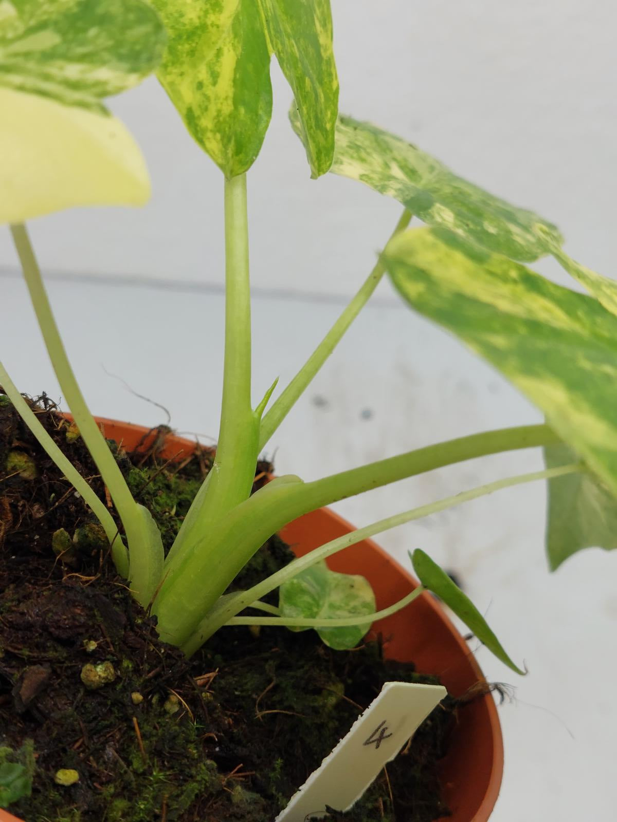 Alocasia Gageana Aurea Variegata