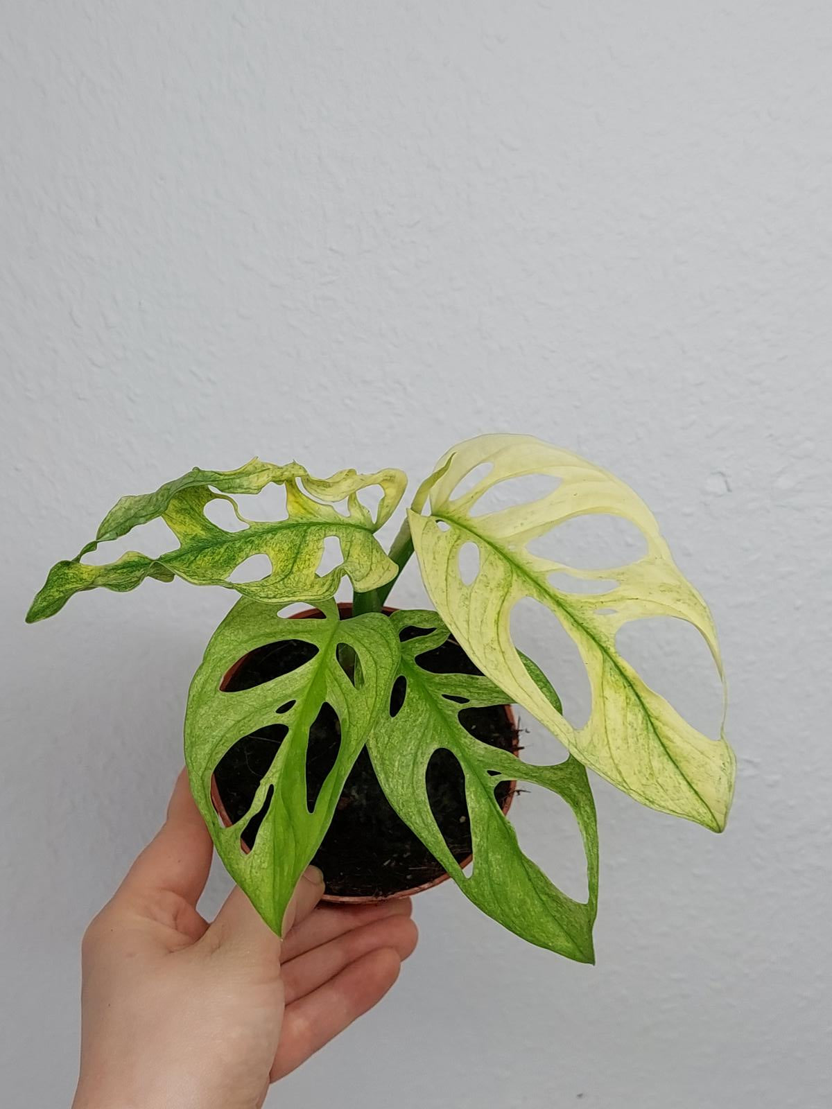 Monstera Adansonii (Swedish Ghost)