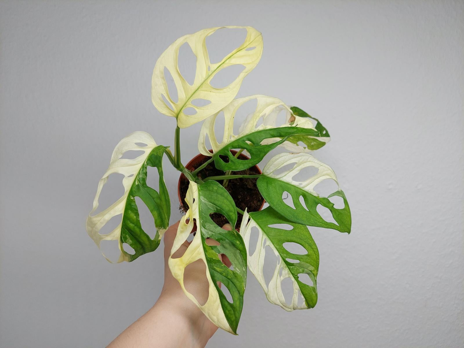 Monstera Adansonii Variegata