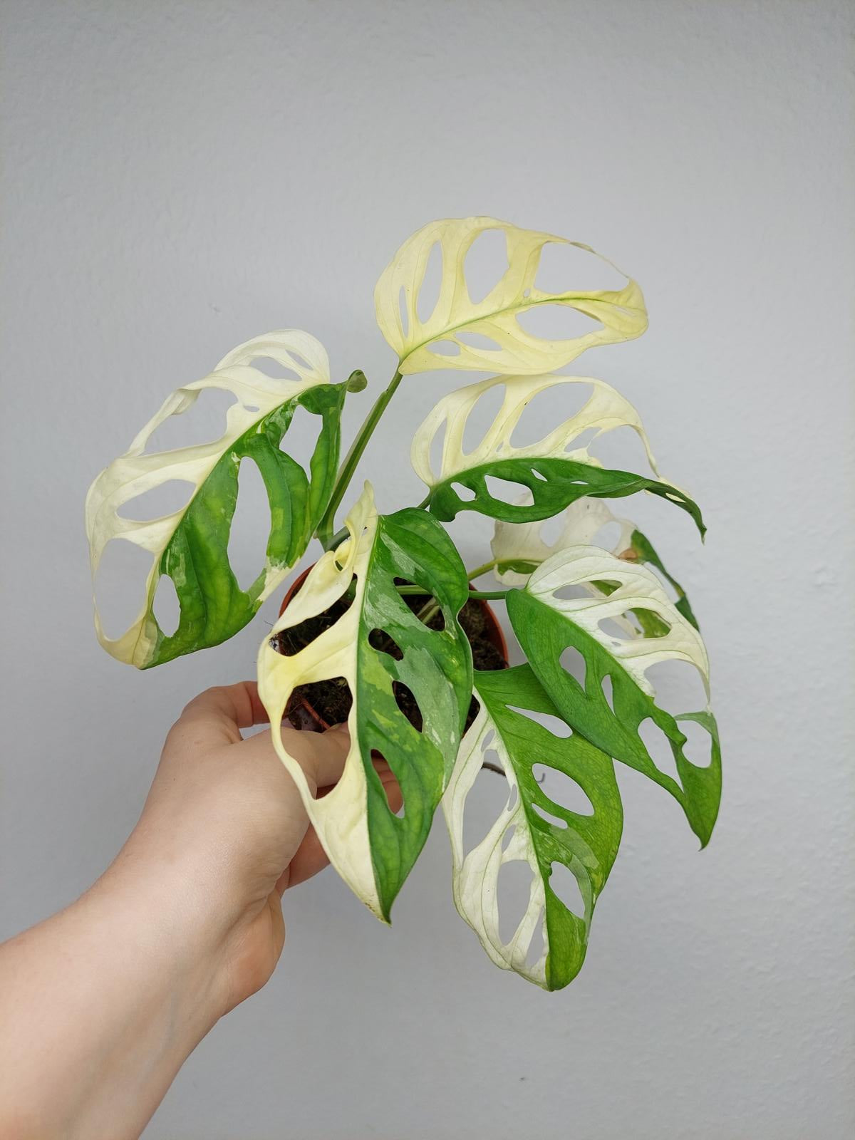 Monstera Adansonii Variegata