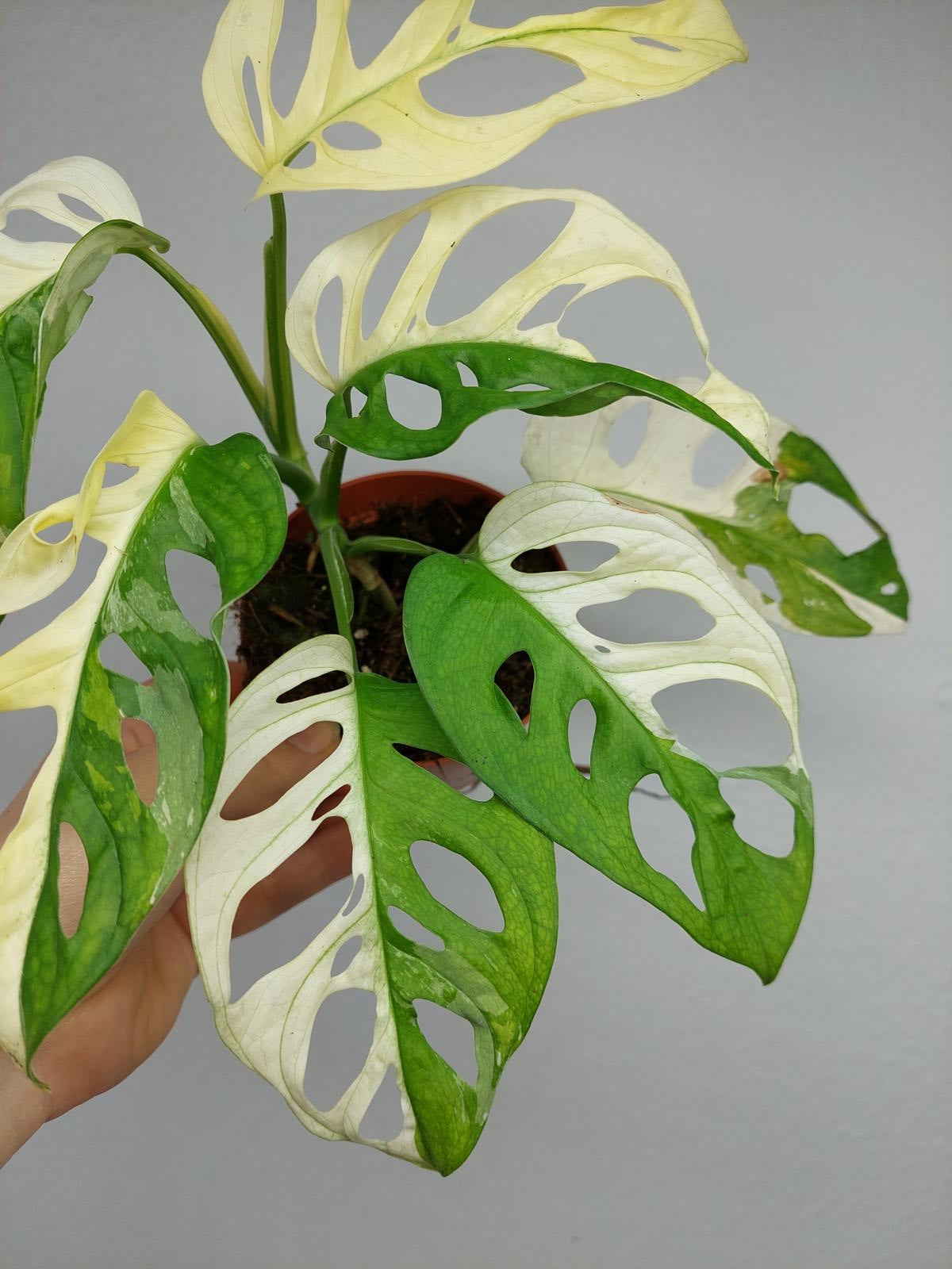 Monstera Adansonii Variegata