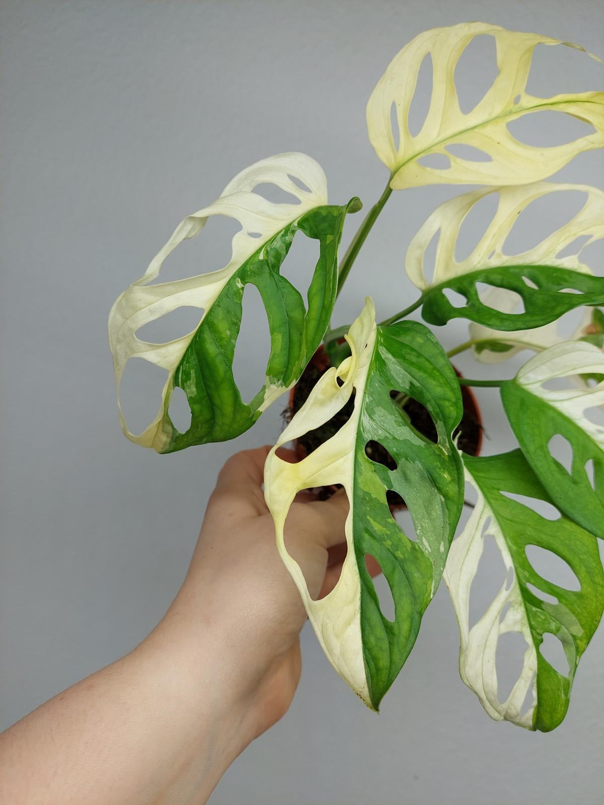 Monstera Adansonii Variegata