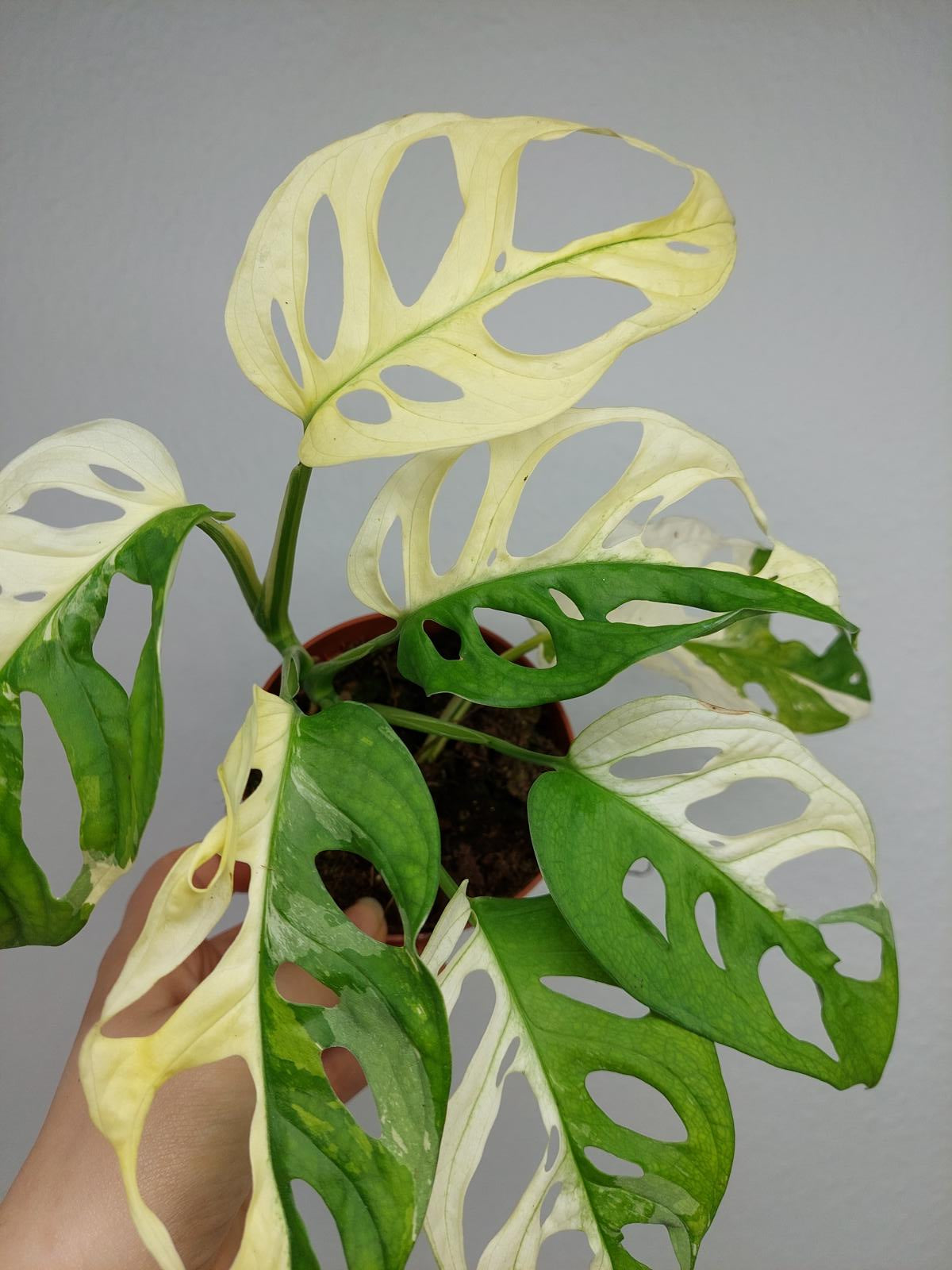 Monstera Adansonii Variegata