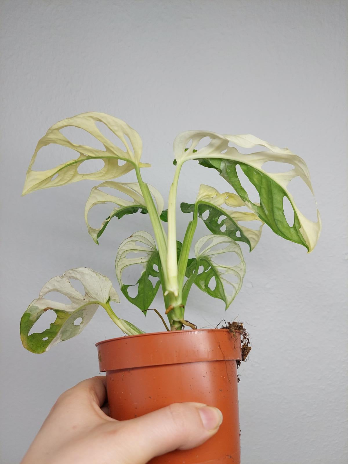 Monstera Adansonii Variegata