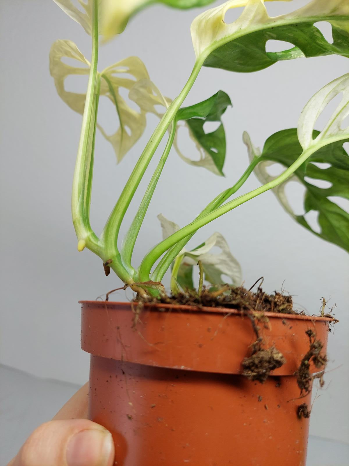 Monstera Adansonii Variegata