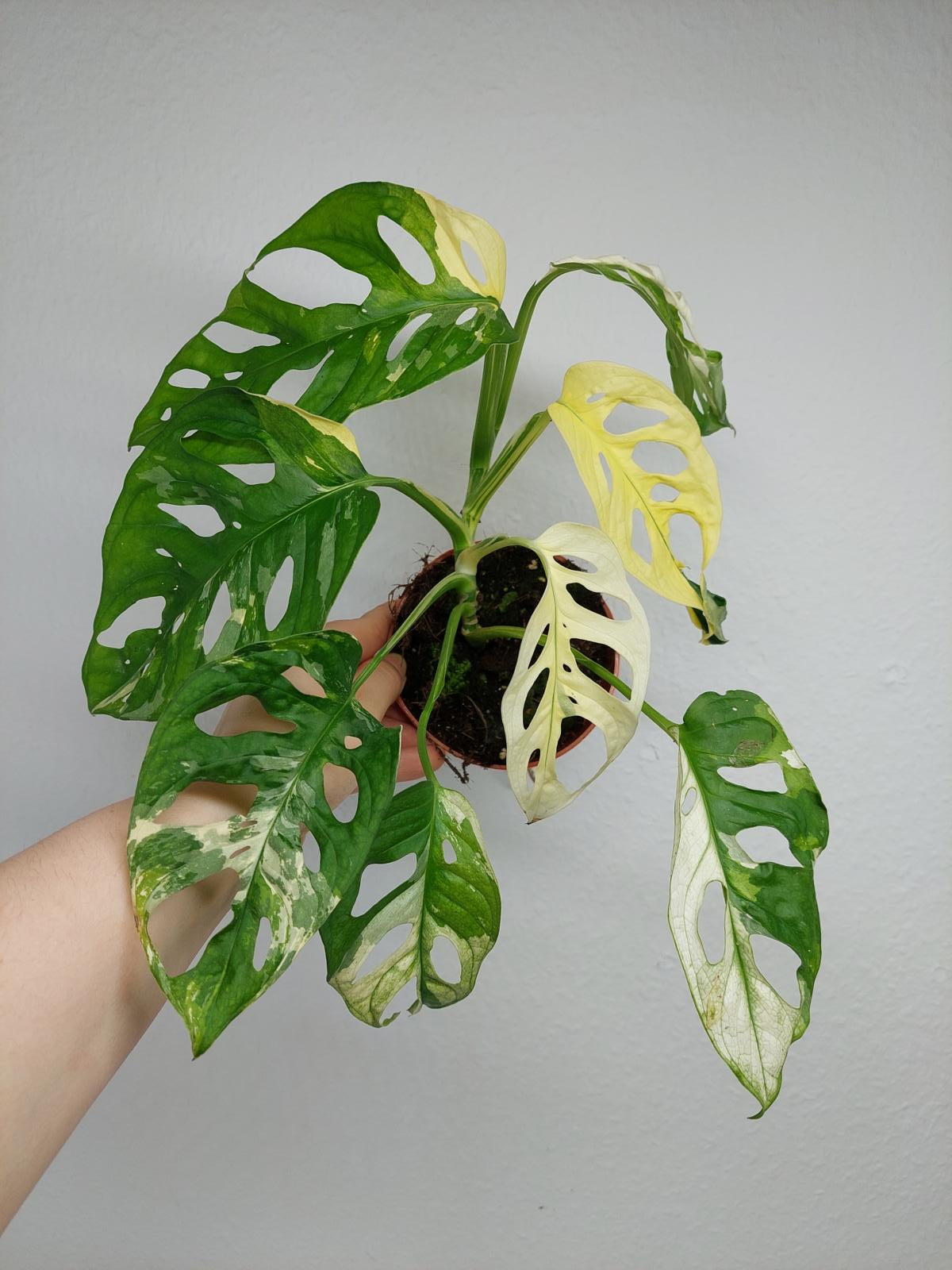 Monstera Adansonii Variegata