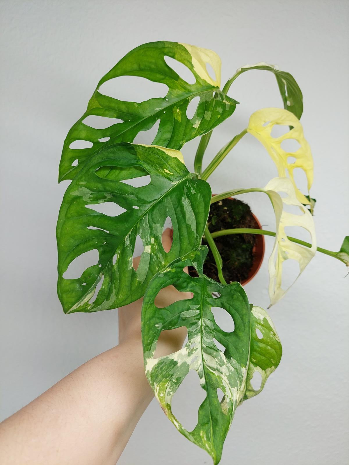 Monstera Adansonii Variegata