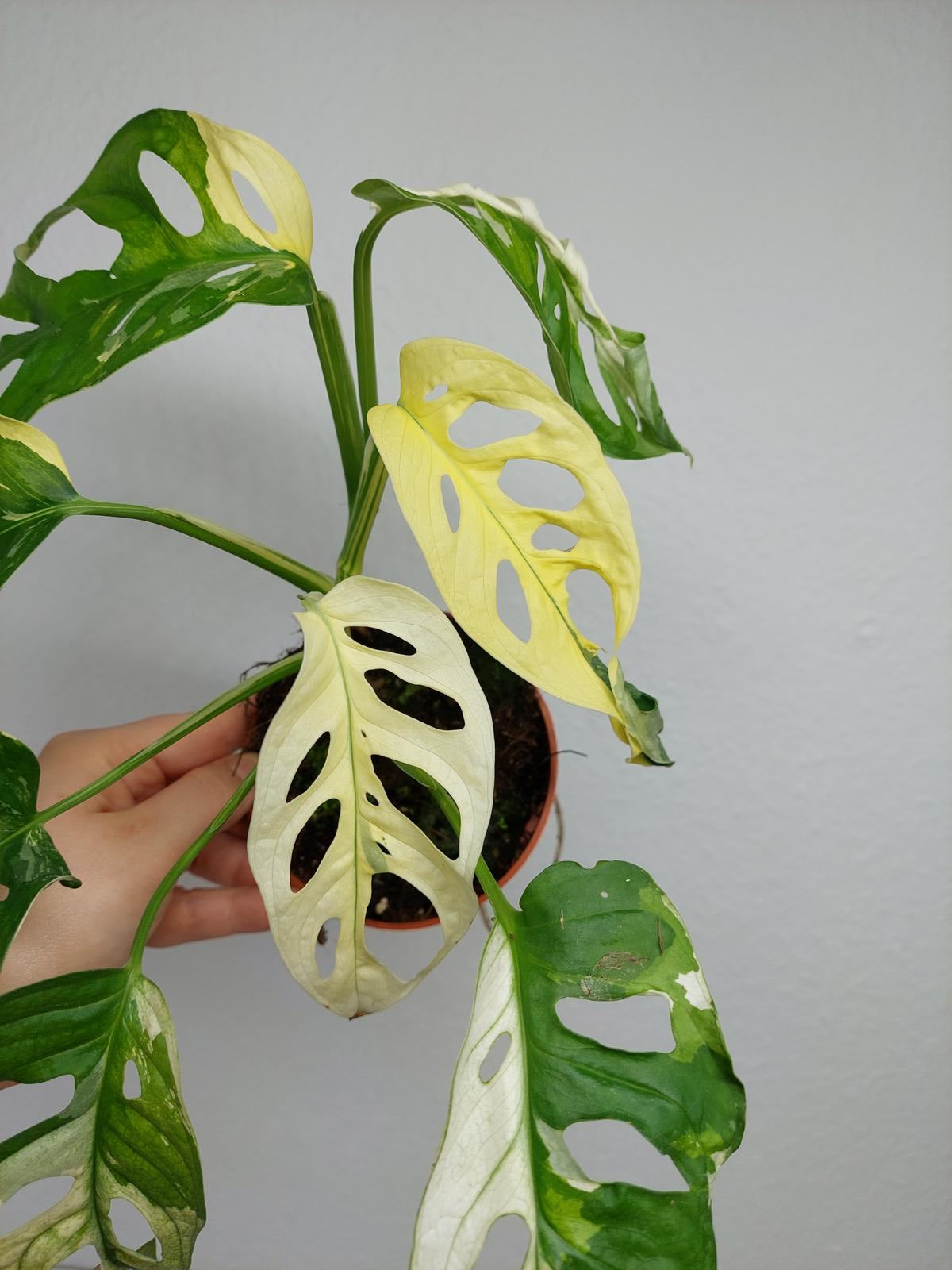 Monstera Adansonii Variegata