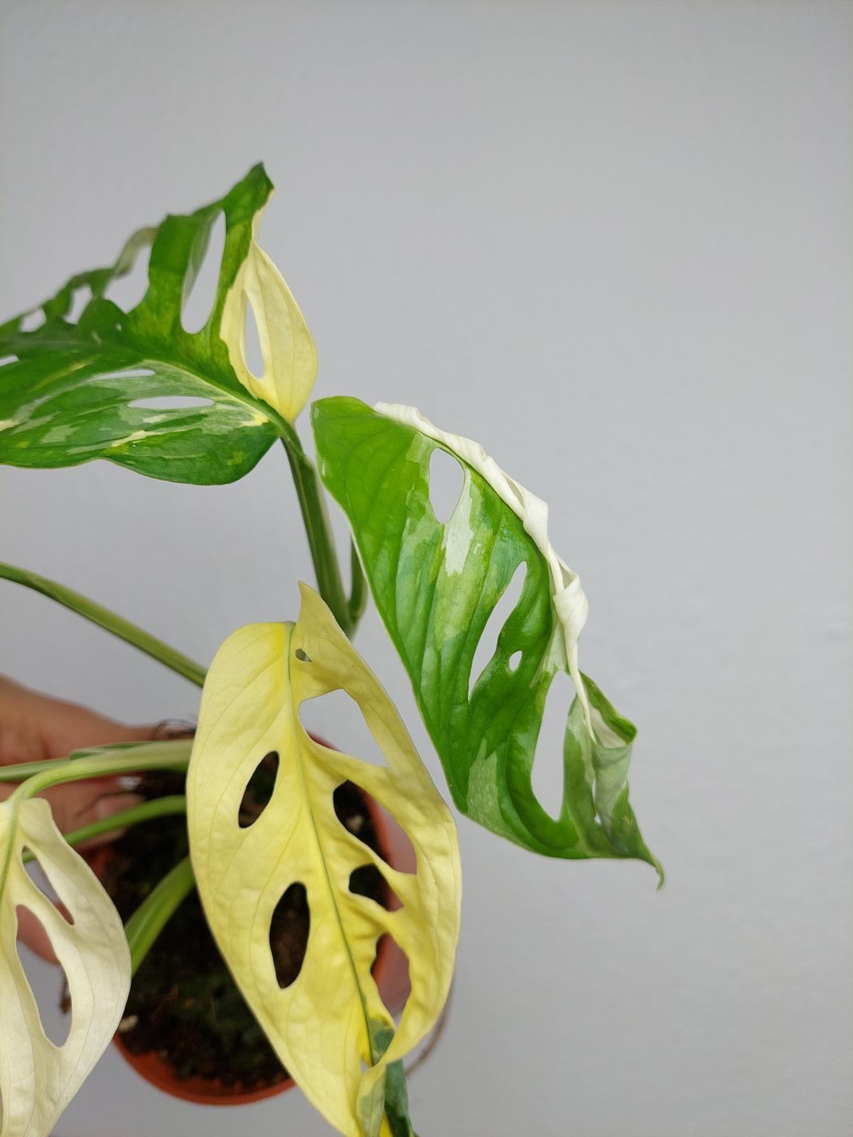 Monstera Adansonii Variegata