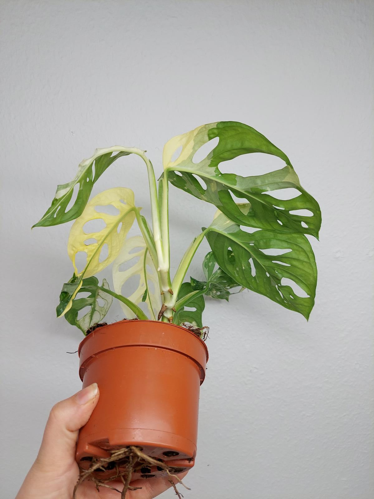 Monstera Adansonii Variegata