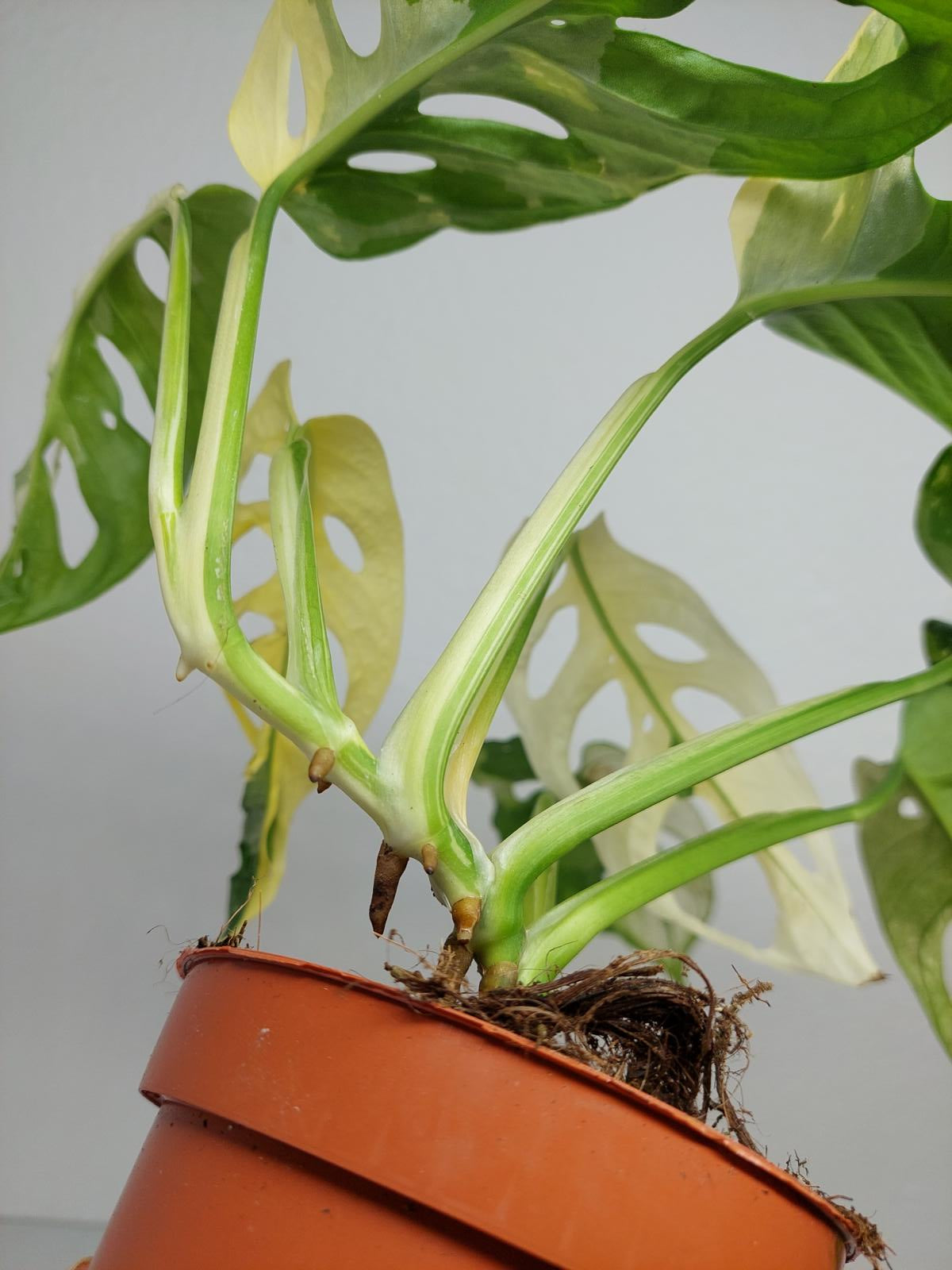 Monstera Adansonii Variegata