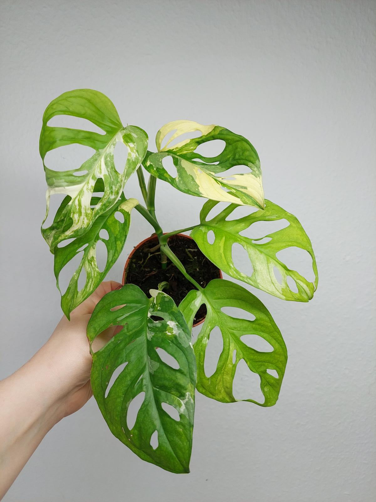 Monstera Adansonii Variegata