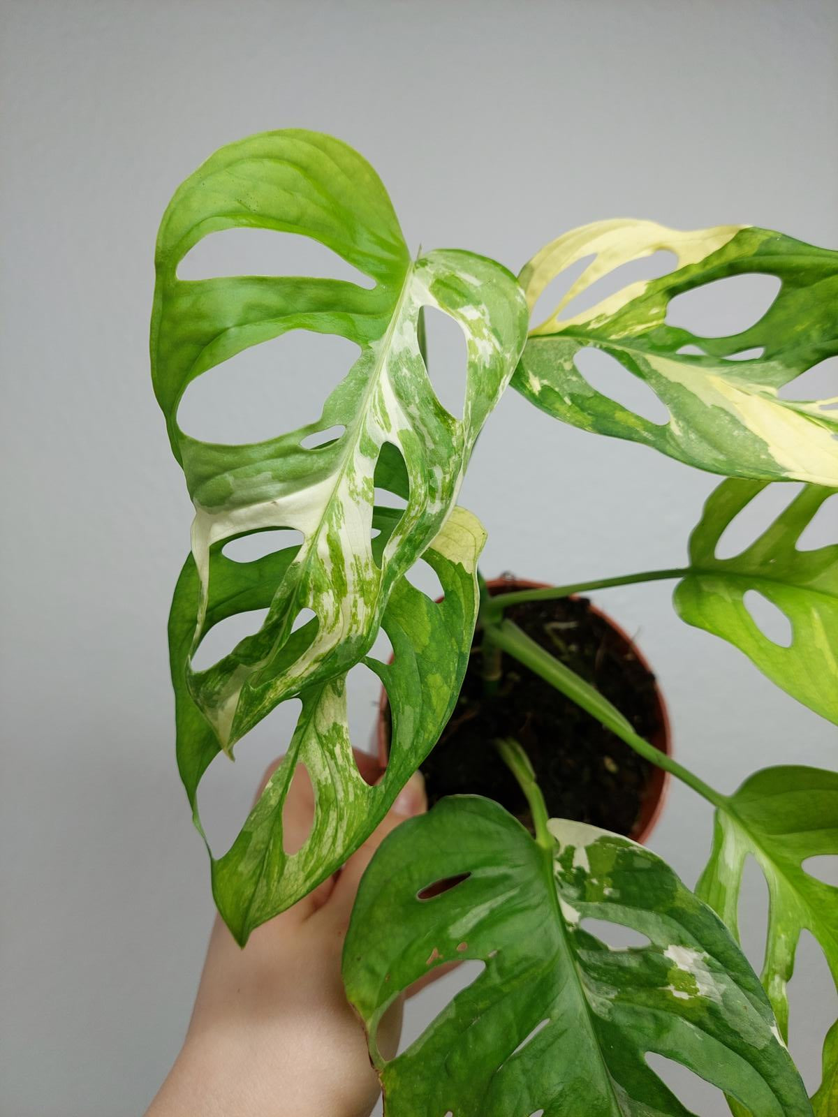 Monstera Adansonii Variegata