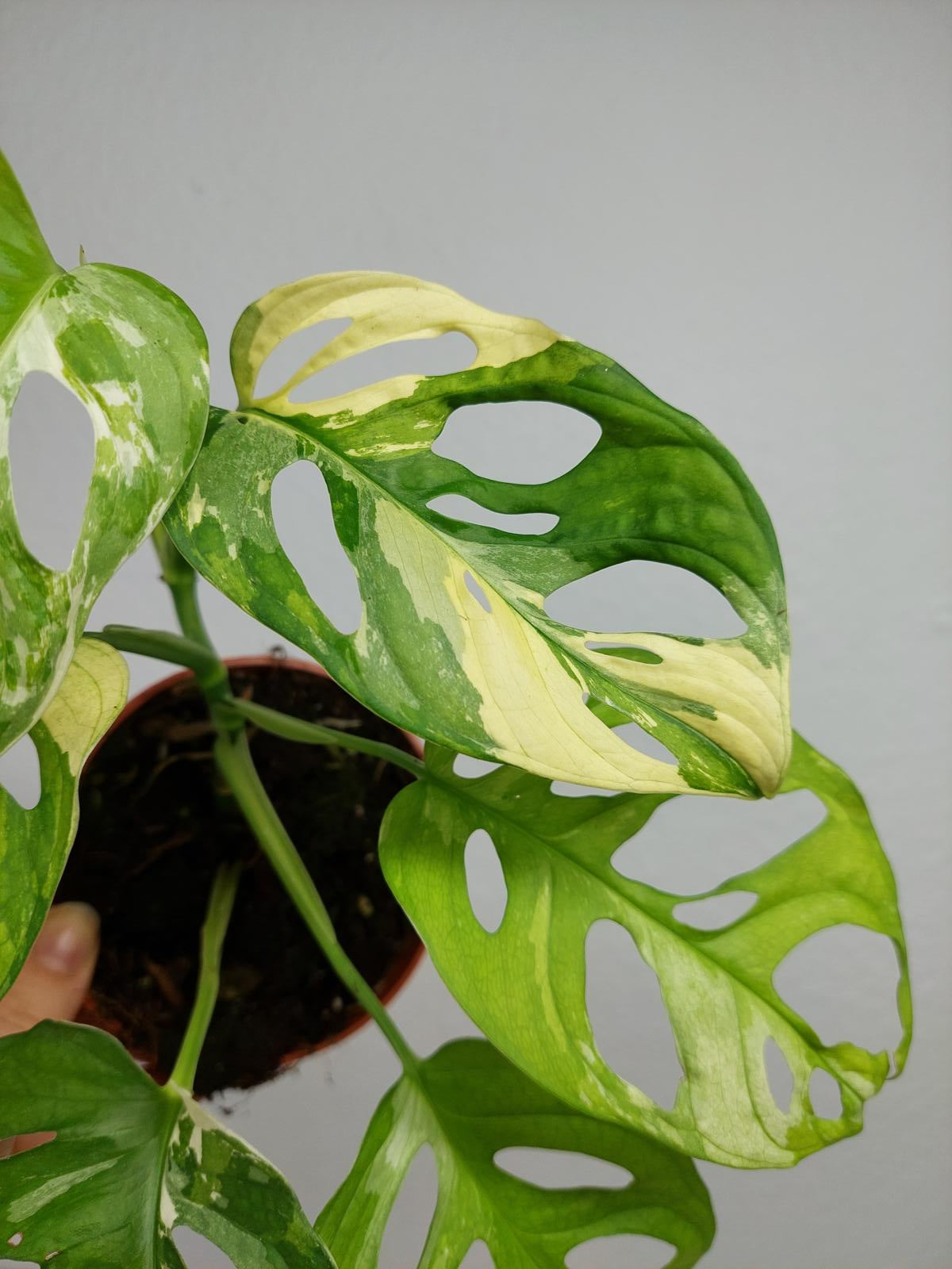 Monstera Adansonii Variegata