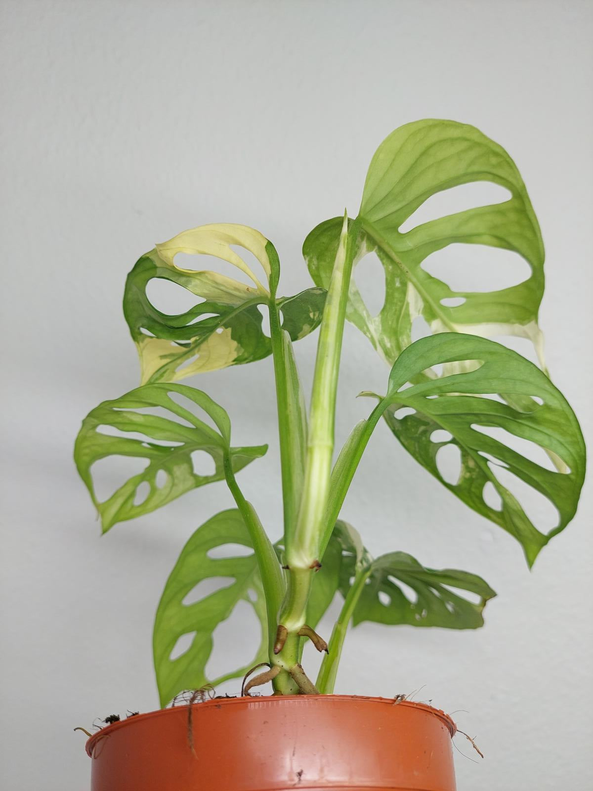 Monstera Adansonii Variegata