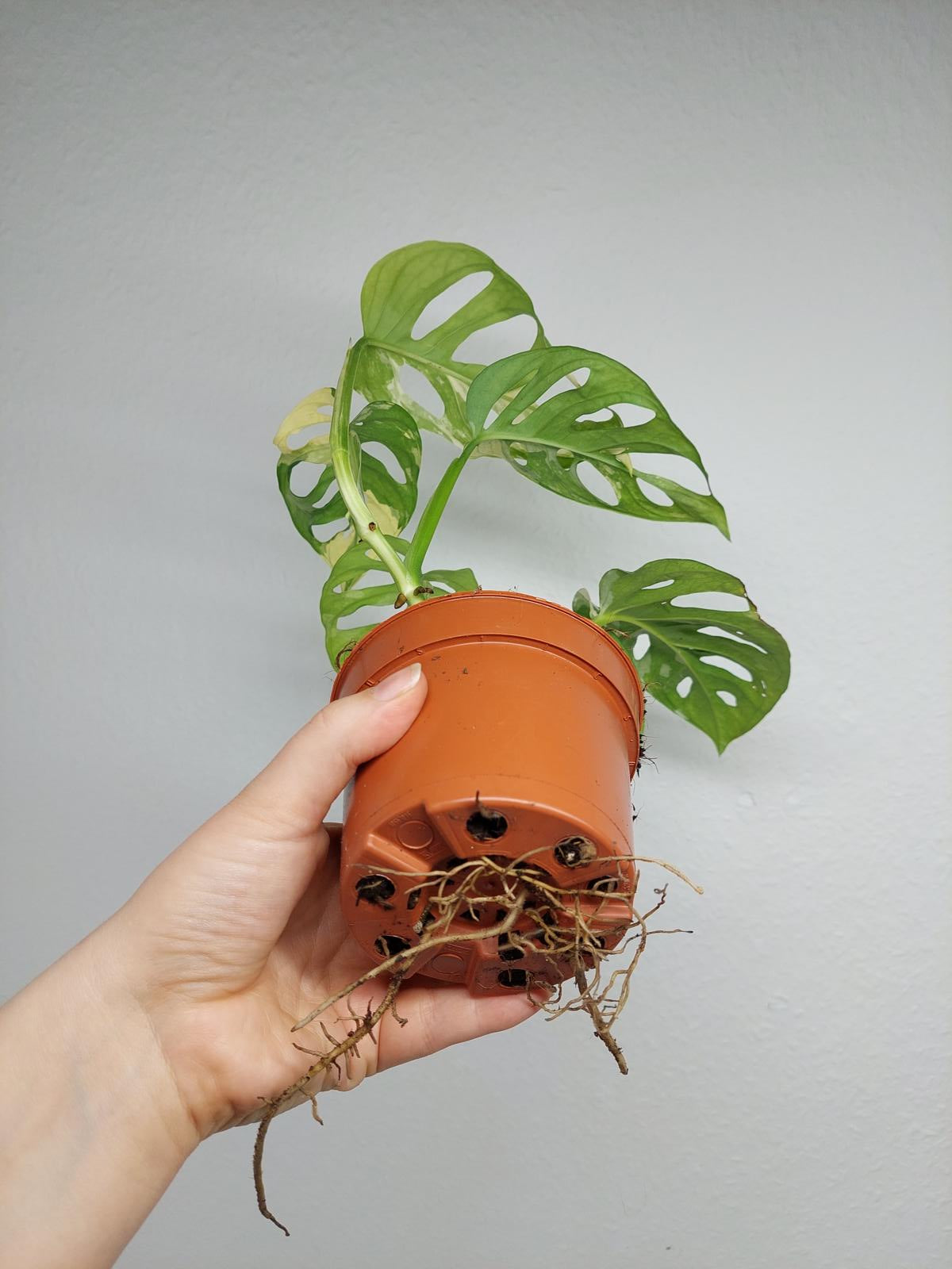 Monstera Adansonii Variegata