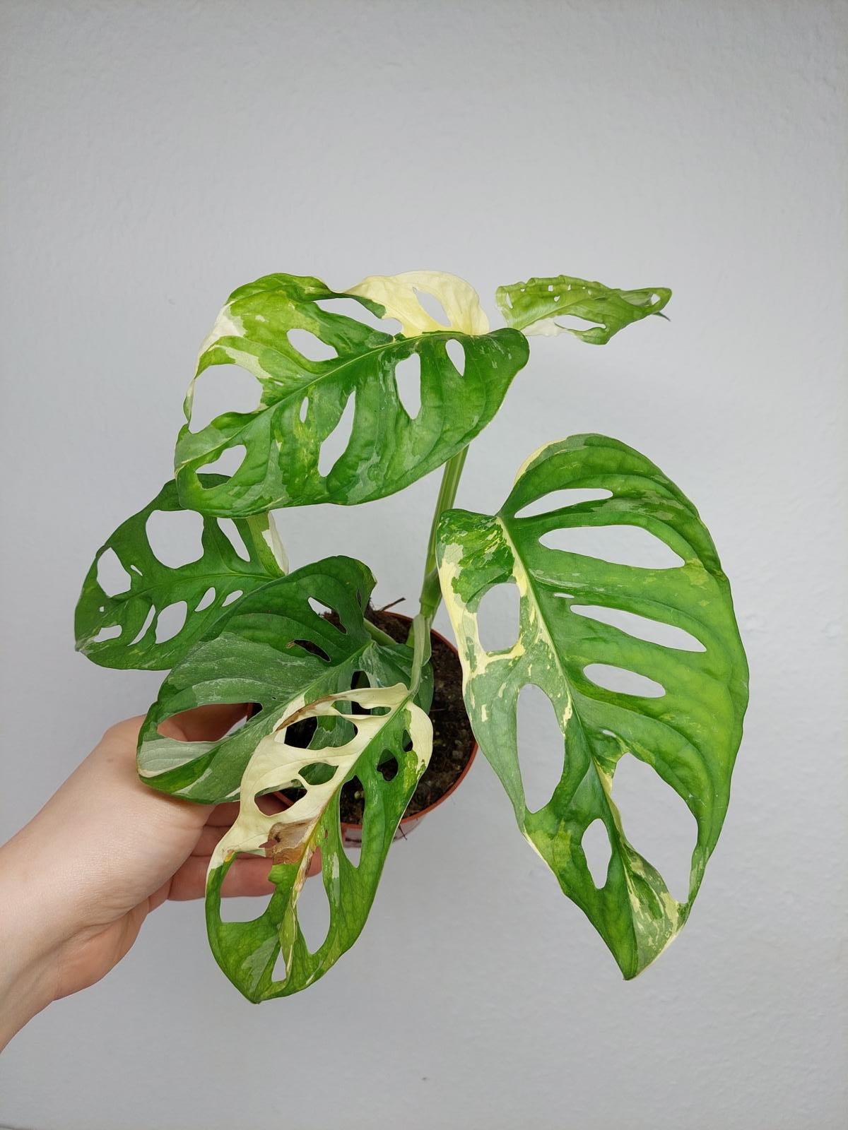 Monstera Adansonii Variegata